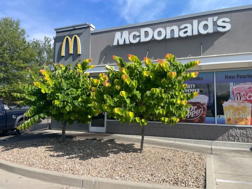 Branding is Recognition: Real-World Branding Examples Businesses Can Learn From 1